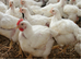 Programas de alimentación para pollos de engorde en sistemas ABF